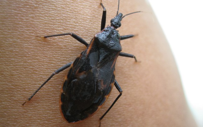 Três casos de doença de chagas são confirmados no Amazonas