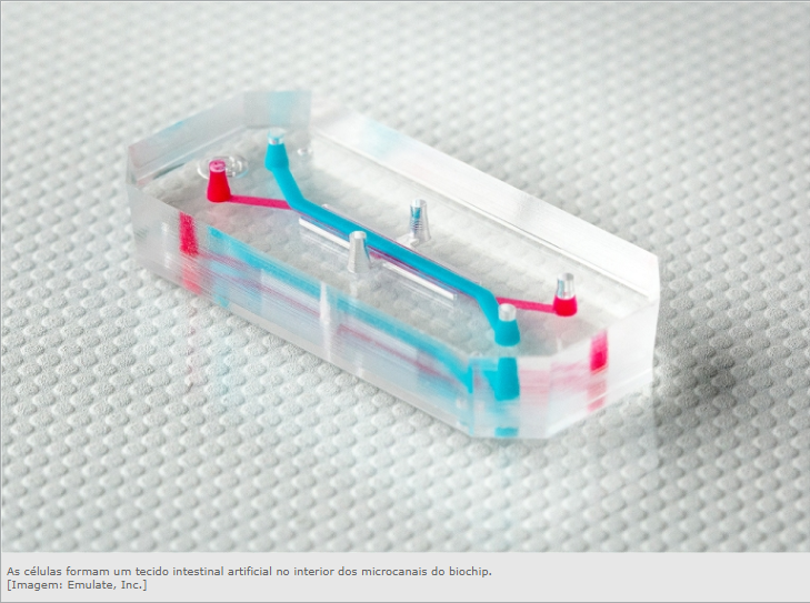 Biochip recria o intestino