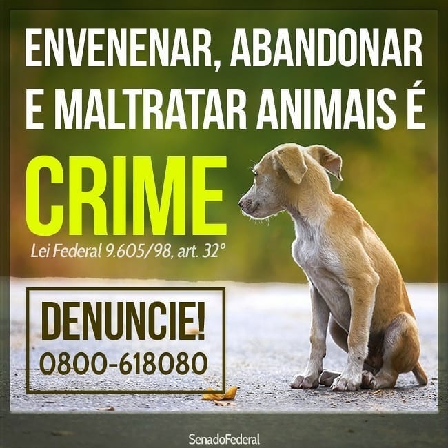 Maltratar animais é crime