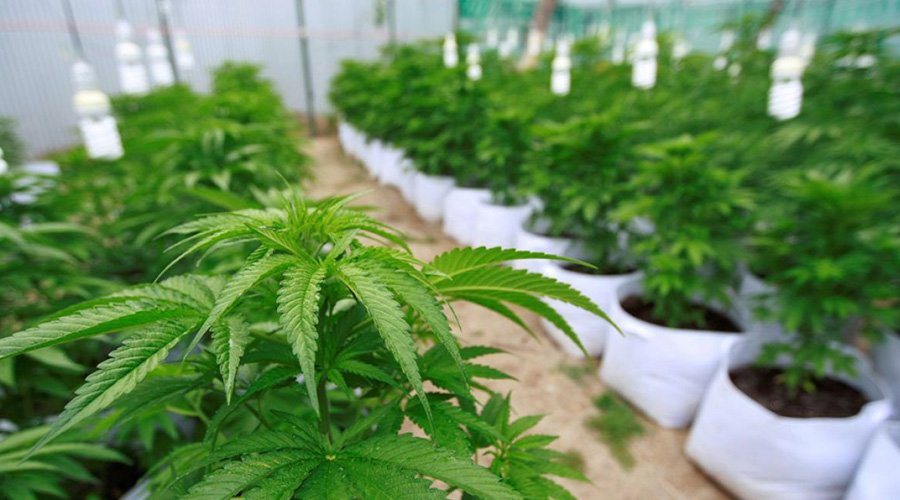 Plantio de maconha mobiliza empresas