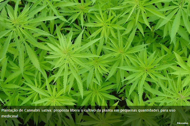 A Comissão de Assuntos Sociais do Senado aprovou o projeto que libera o cultivo e uso de Cannabis sativa para fins medicinais